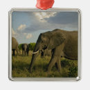 Suche nach afrikanischer elefant ornamente Adam jones