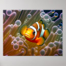 Suche nach riff poster Anemon