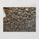 Suche nach schwarm postkarten Bienen