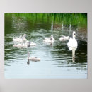 Suche nach schwäne poster Cygnets