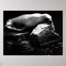Suche nach seelöwen poster Tierwelt