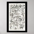 Suche nach fossilien poster Tiere