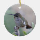 Suche nach kolibris ornamente Für alle