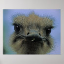 Suche nach emu poster Natur