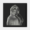 Suche nach lustiger affe magnete Humor