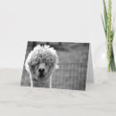 Suche nach alpaca karten Haar