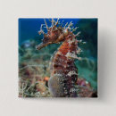 Suche nach seepferd buttons Ozean