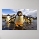 Suche nach lustige pinguine poster Natur