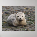 Suche nach siegel kunst Strand