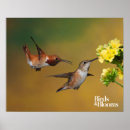 Suche nach floating poster Kolibri