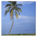 Suche nach miami fliesen Palme