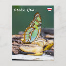 Suche nach tropischer schmetterling postkarten Nahaufnahme