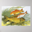 Suche nach goldfische poster Meerestiere