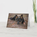 Suche nach german shepherd karten Kaninchen