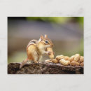 Suche nach der chipmunk postkarten Für alle