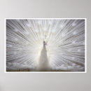 Suche nach weißer pfau poster Jede person