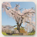Suche nach kirschbaum untersetzer Kirschblüte