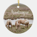 Suche nach ponys ornamente Für alle