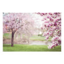 Suche nach magnolienbaum Blühen