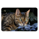 Suche nach schöne katzen magnete Kitty