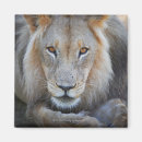 Suche nach männlicher löwe magnete Südlicher afrika