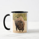 Suche nach amerikanischer bison tassen Wild lebende tiere