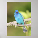 Suche nach songbird poster Nature