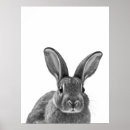 Suche nach weißes kaninchen poster Hase