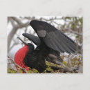 Suche nach galapagos postkarten Amerika