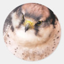 Suche nach falcon aufkleber Tierwelt