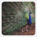 Suche nach grüne feder aufkleber Vogelvogel