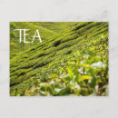 Suche nach tea postkarten Teeplantage