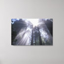 Suche nach riesen leinwandbilder Baum