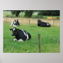 Suche nach kuh foto poster Bauernhof