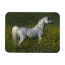 Suche nach arabisches pferd magnete Stehend