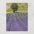 Suche nach lavendelfeld postkarten Provence