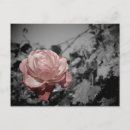 Suche nach schöne weiße rose postkarten Botanisch