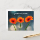 Suche nach gerberas Gänseblümchen