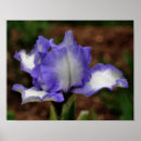 Suche nach lavendel blumen poster Mutter