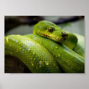 Suche nach python poster Natur