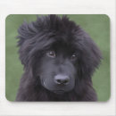 Suche nach newfy Hund