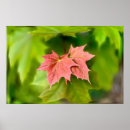 Suche nach ahorn poster Rot