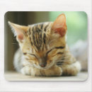 Suche nach bengalische katze mousepads Niedlich