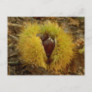 Suche nach nahrung postkarten Obst