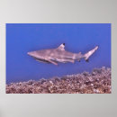 Suche nach riff poster Fotografie