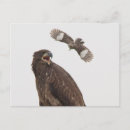 Suche nach schläge postkarten Tierwelt
