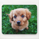 Suche nach sitzender hund mousepads Für alle