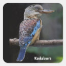 Suche nach kookaburra aufkleber Australisch