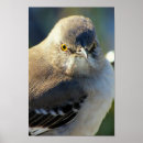 Suche nach spottdrossel poster Natur