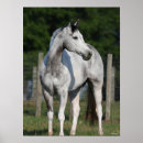 Suche nach quarter horse poster Stehend